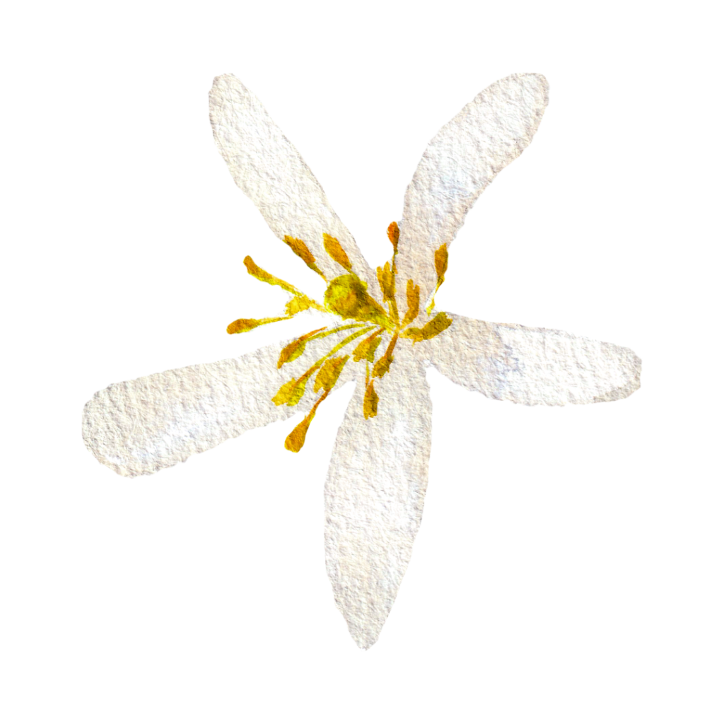 flor de limão