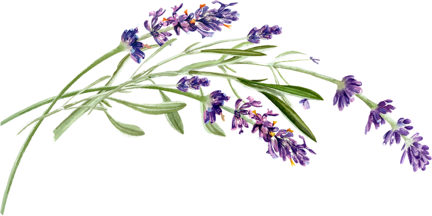 ramo de lavanda