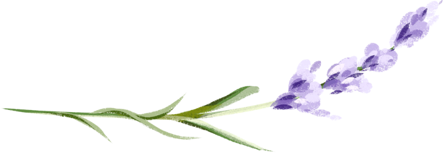 uma lavanda