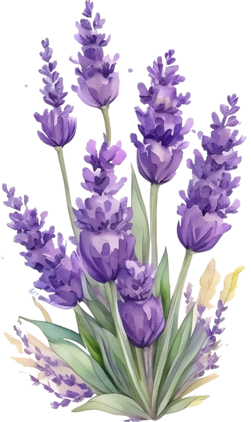 lavandas